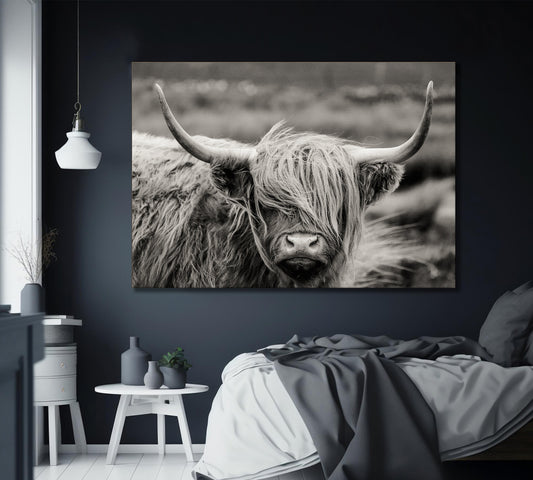 Scottish Highland Cattle Canvas Wall Art Cattle Canvas Cattle Wall Art - PPL-109